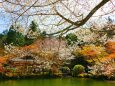 桜の醍醐寺