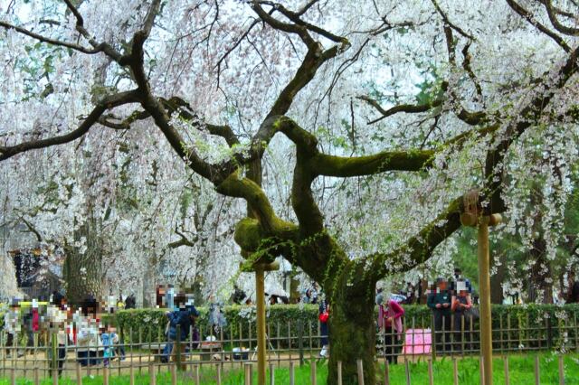 桜の京都御所