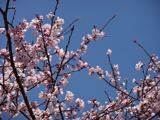 早咲きの桜