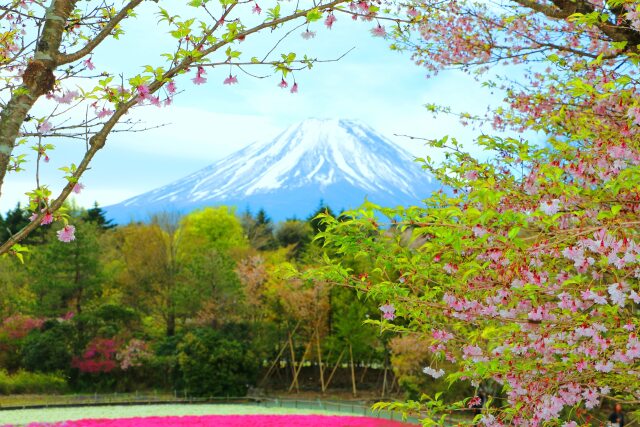 桜と富士山