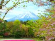 桜と富士山