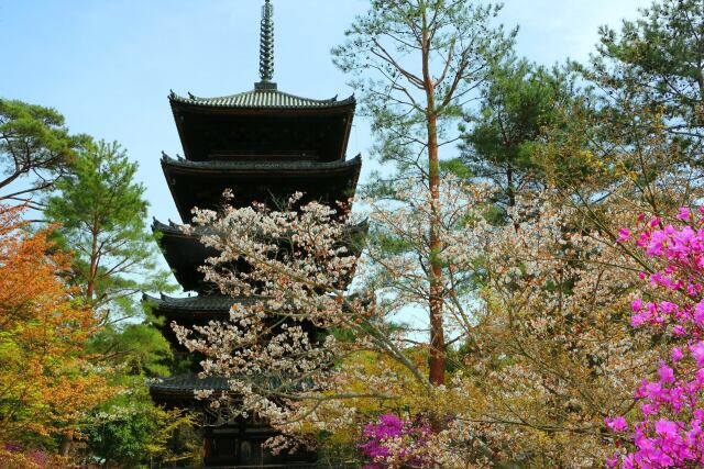 桜の仁和寺