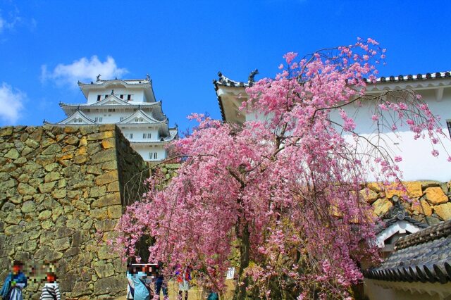 桜の姫路城