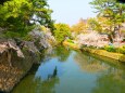 桜の岡崎城公園