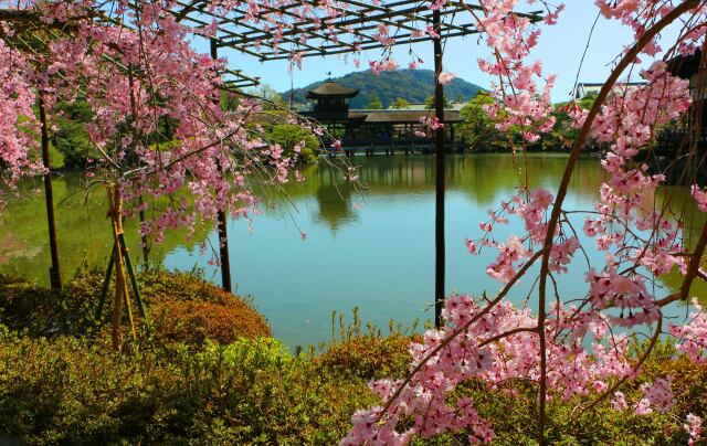 桜の平安神宮