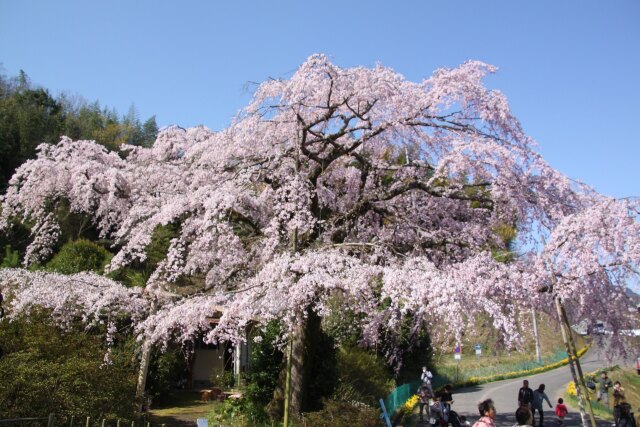 山中の一本桜