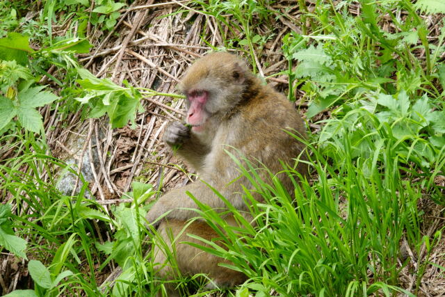 一ノ沢のサル4