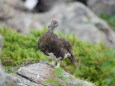 栗沢山の雄雷鳥3