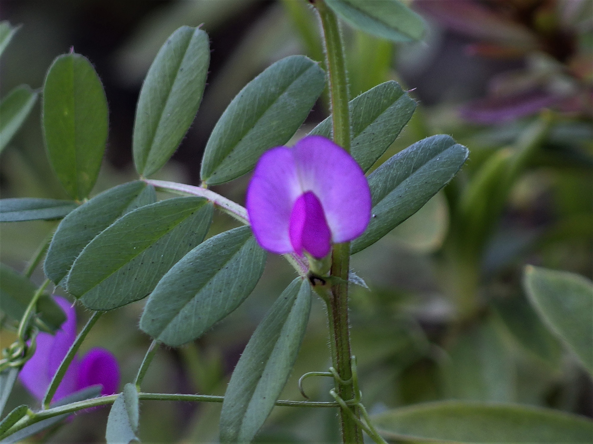 花 植物 カラスノエンドウ 壁紙19x1440 壁紙館