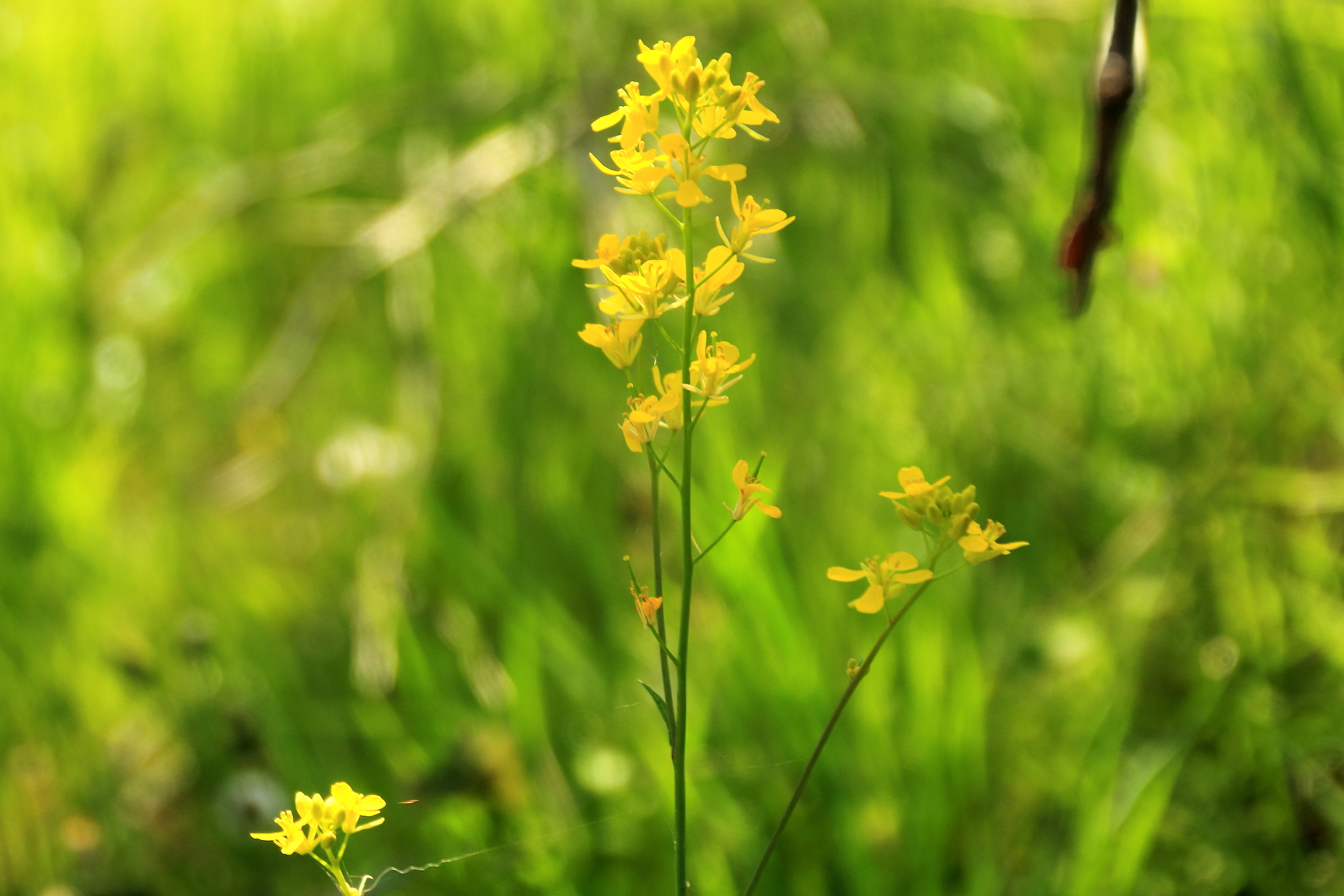 花 植物 一本の菜の花 壁紙19x1280 壁紙館