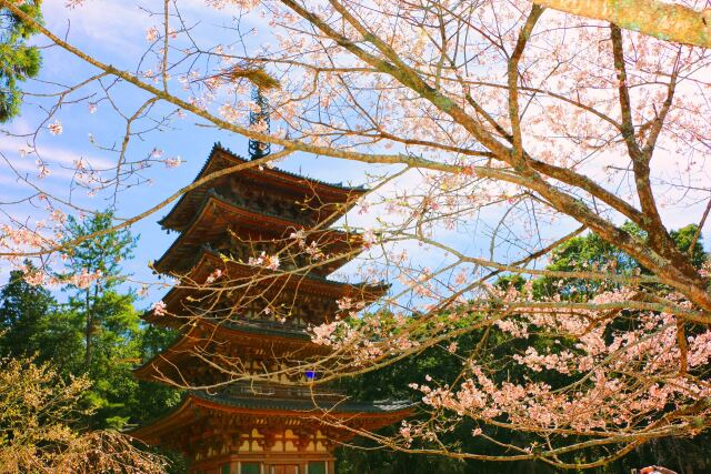 桜の醍醐寺