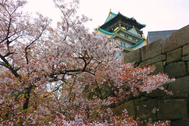 桜の大阪城