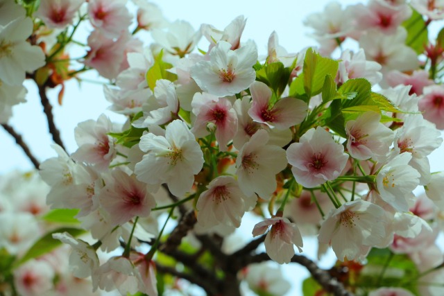 春の花