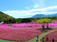 本栖湖の芝桜