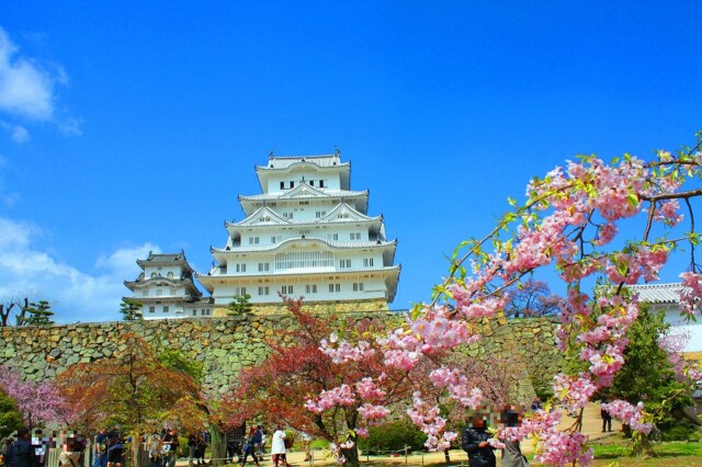 桜の姫路城