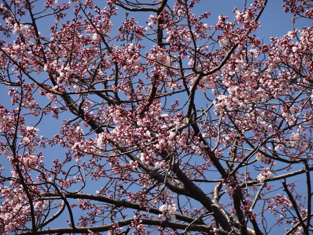 桜満開