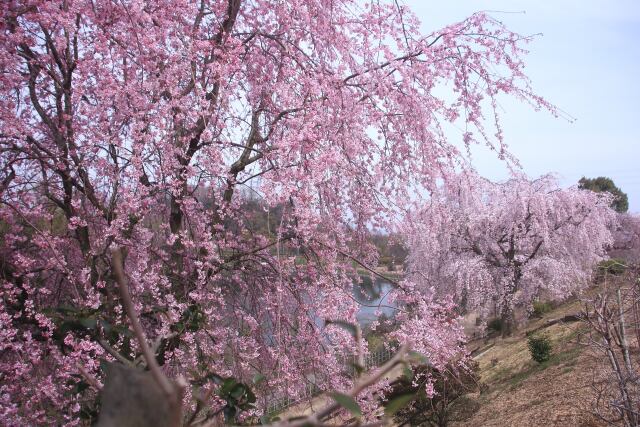 紅しだれ桜