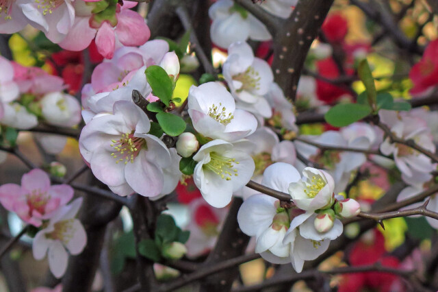 木瓜の花