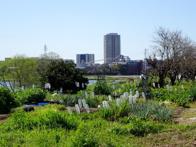 川辺の風景