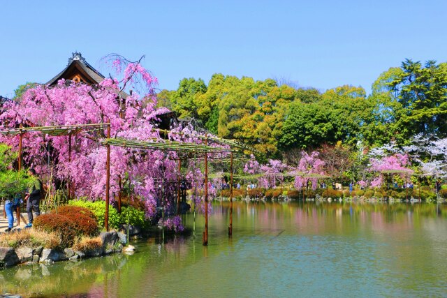 桜の平安神宮