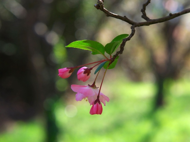 花海棠