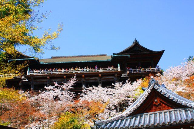 改修前の清水寺桜