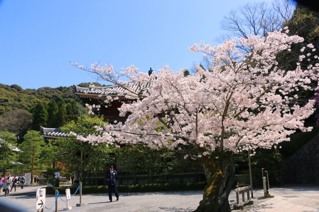 桜の知恩院