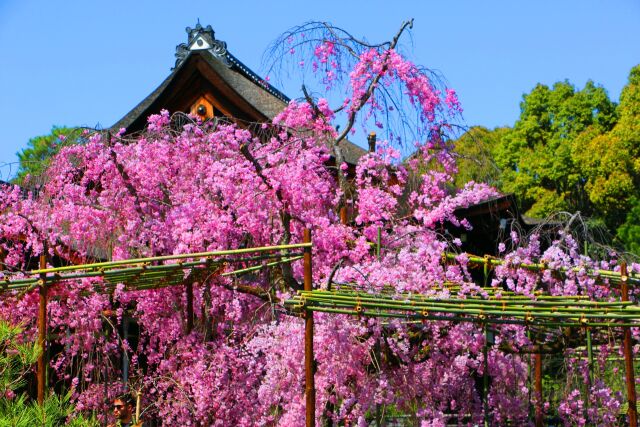 桜の平安神宮