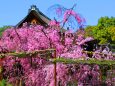 桜の平安神宮