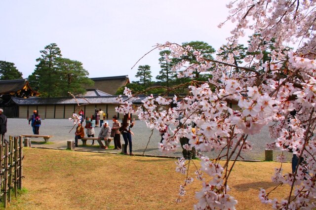 桜の京都御所