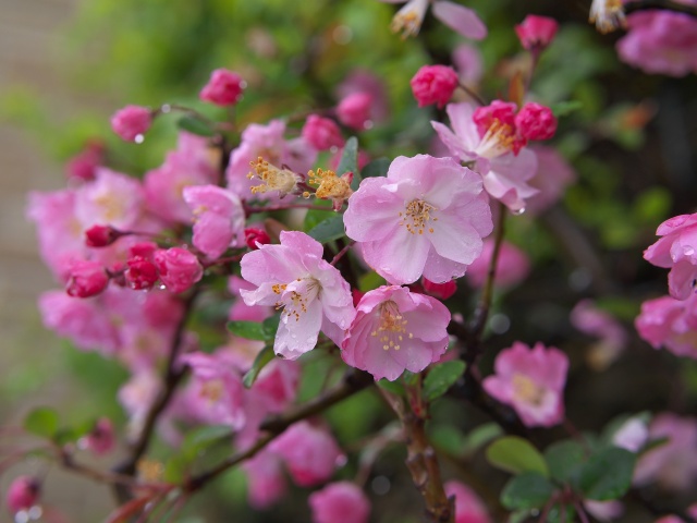 花海棠