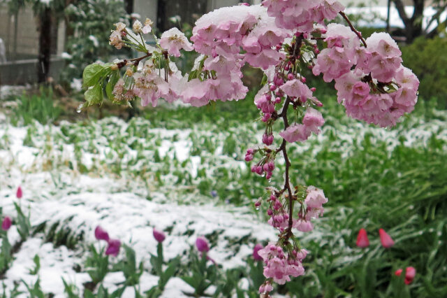 さくらに雪が