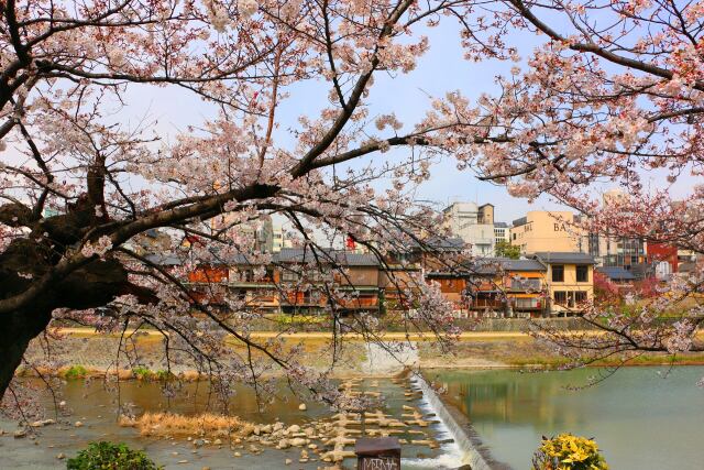 桜の祇園