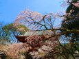 桜の醍醐寺