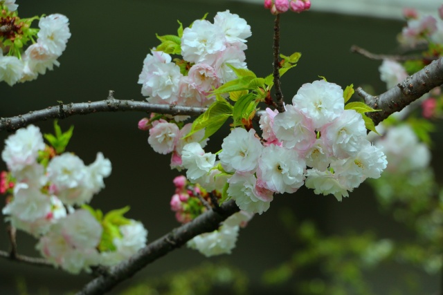 春の花