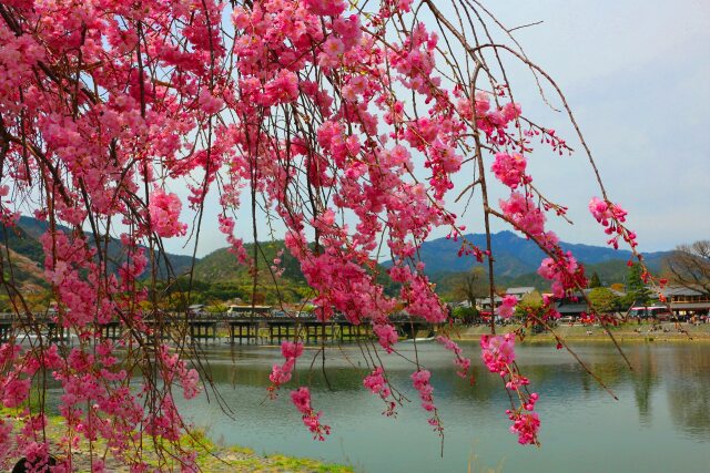 桜の嵐山