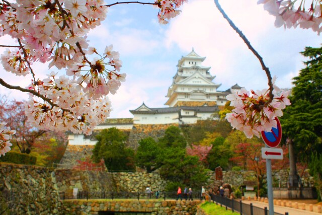 桜の姫路城