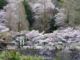 さくらの花が咲く頃