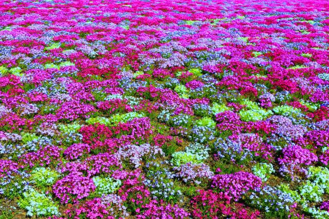 本栖湖の芝桜