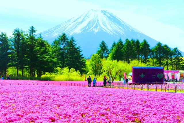 本栖湖芝桜と富士山