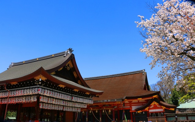 桜の八坂神社