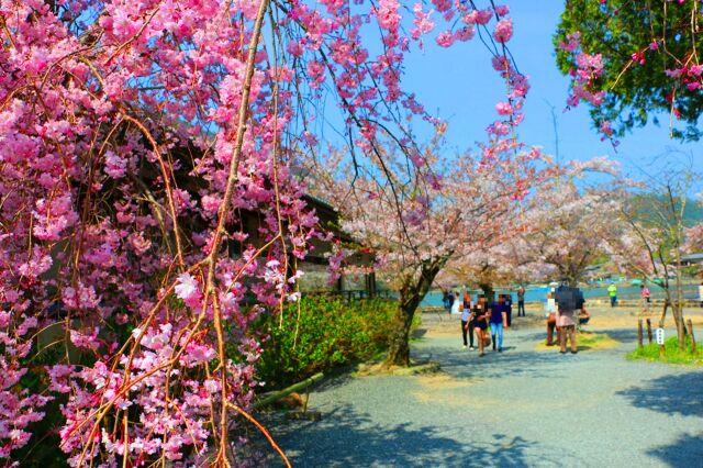 桜の嵐山