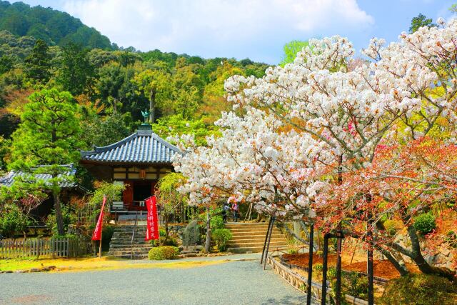 春の京都