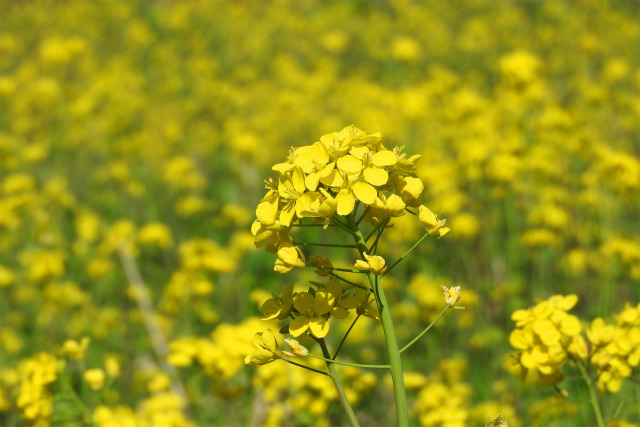 春陽に眩い菜の花畑