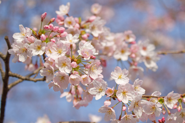 散歩道の花 2004-1-1