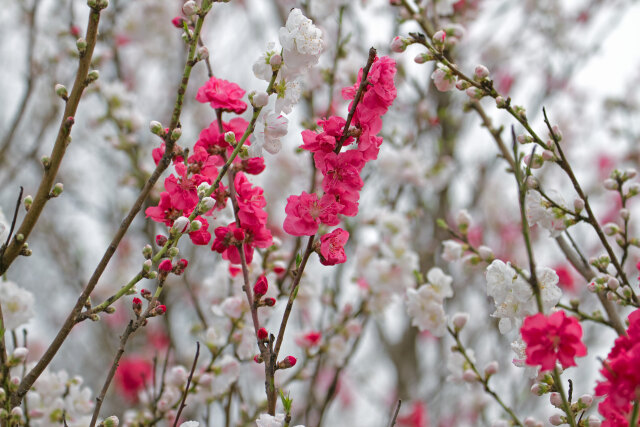 花桃