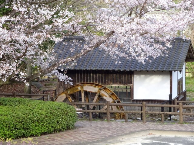 さくらの花と水車小屋