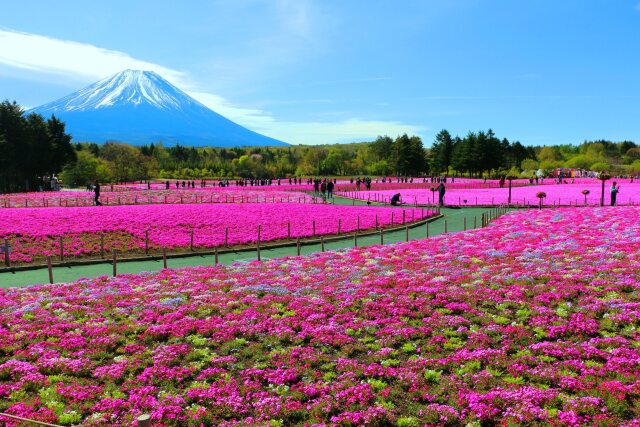 本栖湖芝桜と富士山