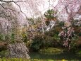 桜の京都御所