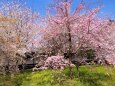 桜の醍醐寺